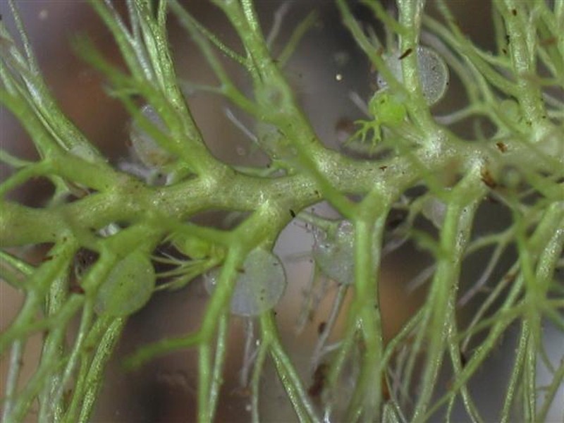 Utricularia dimorphantha