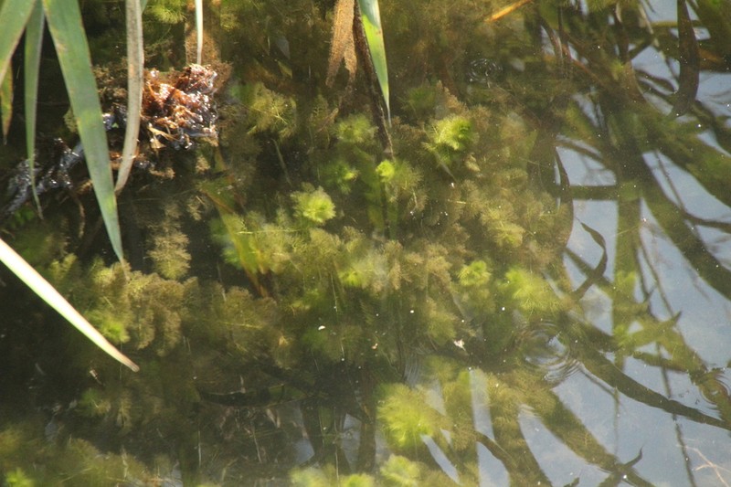 Utricularia dimorphantha photo 2