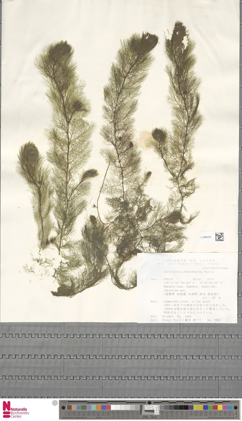 Utricularia dimorphantha photo 3