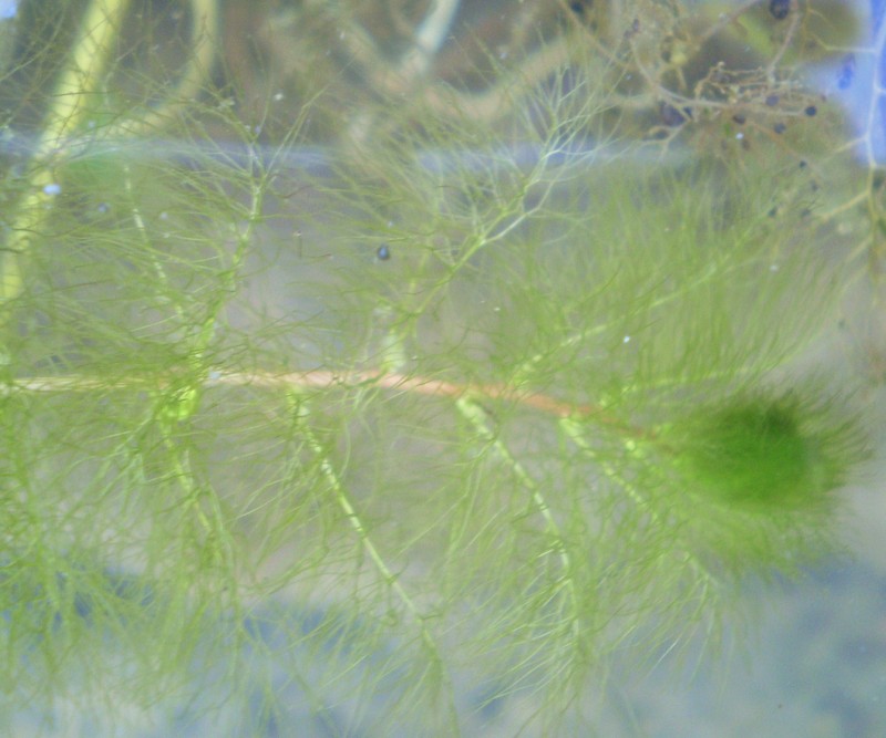 Utricularia dimorphantha photo 4