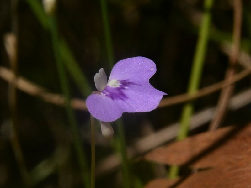 Utricularia disjuncta