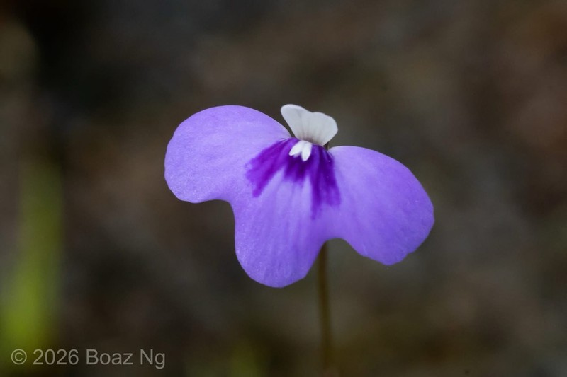 Utricularia disjuncta photo 2