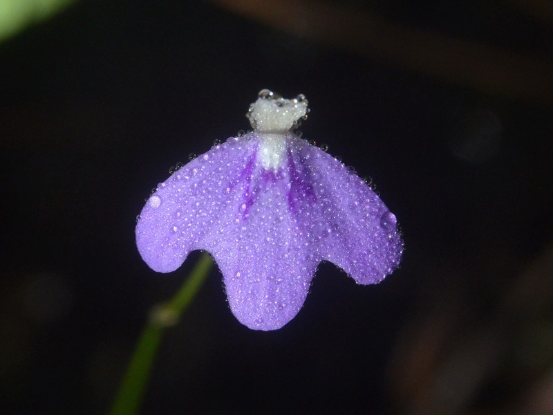 Utricularia disjuncta photo 3