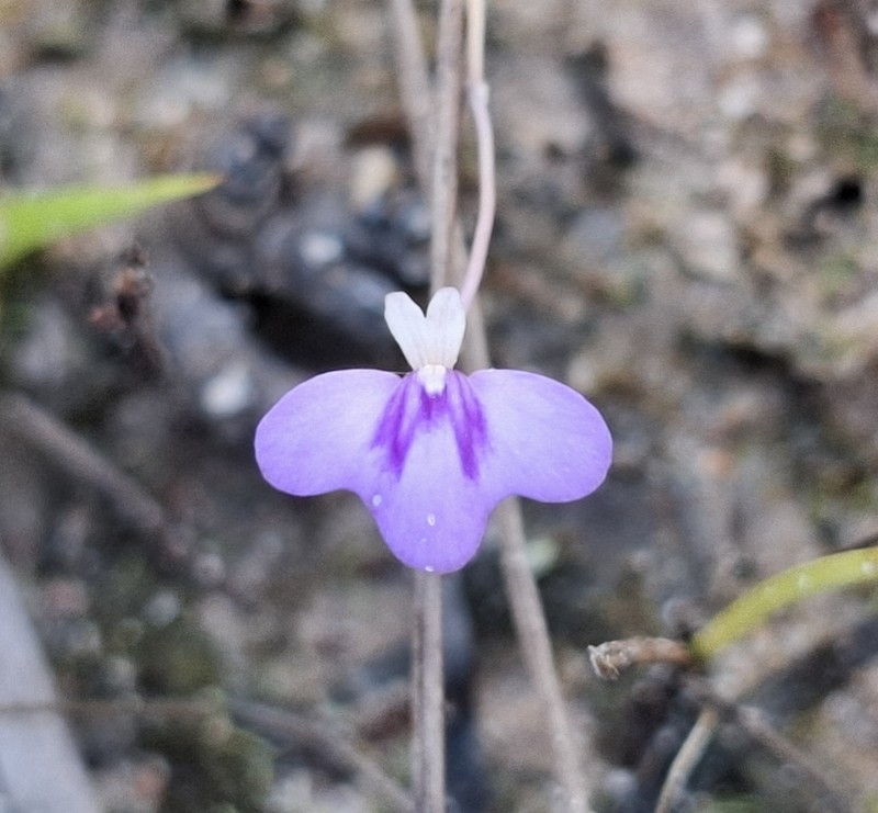 Utricularia disjuncta photo 4