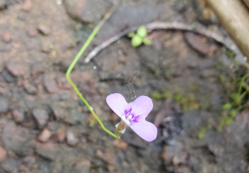 Utricularia disjuncta photo 5
