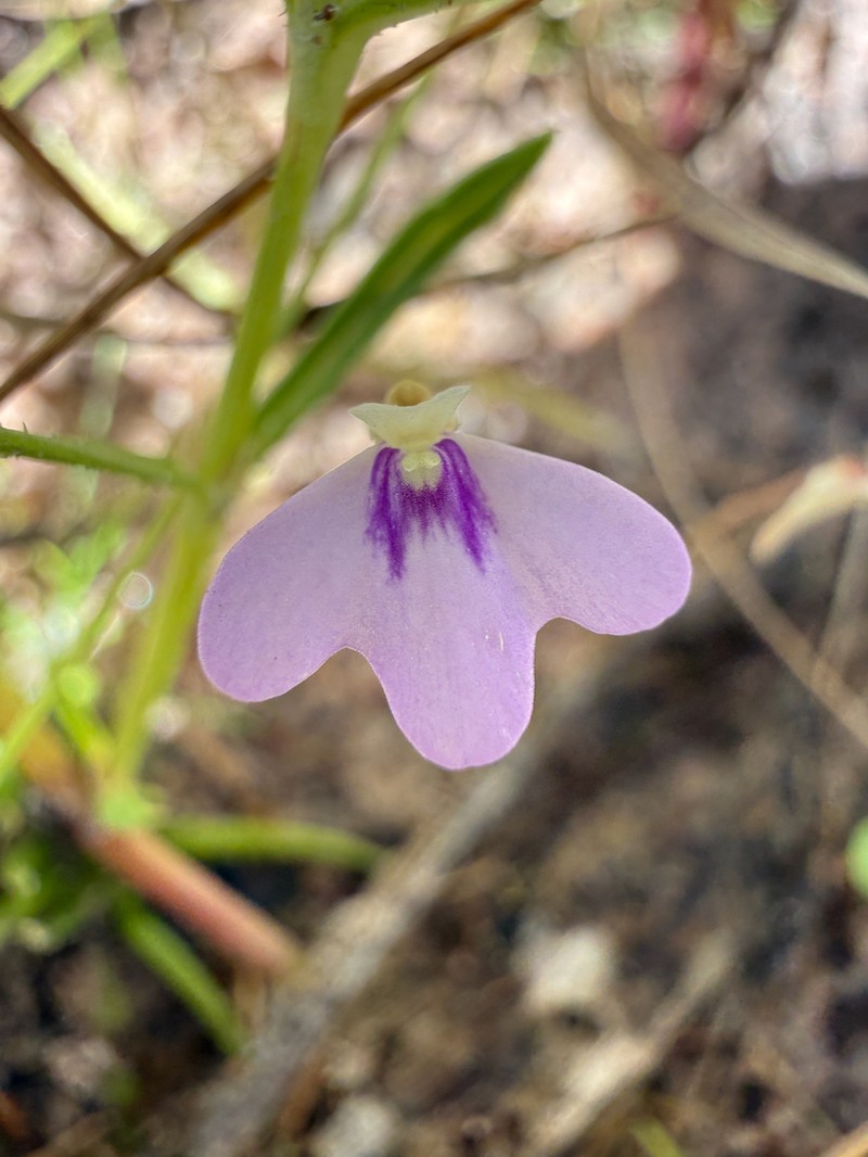 Utricularia disjuncta photo 6