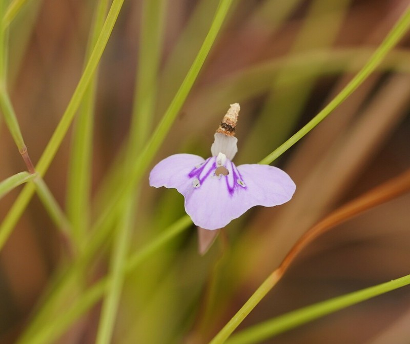 Utricularia disjuncta photo 7