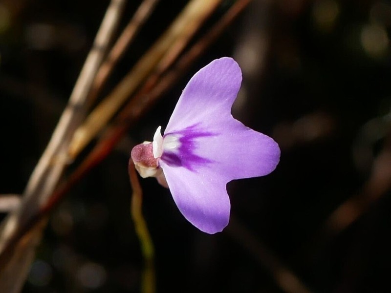 Utricularia disjuncta photo 8