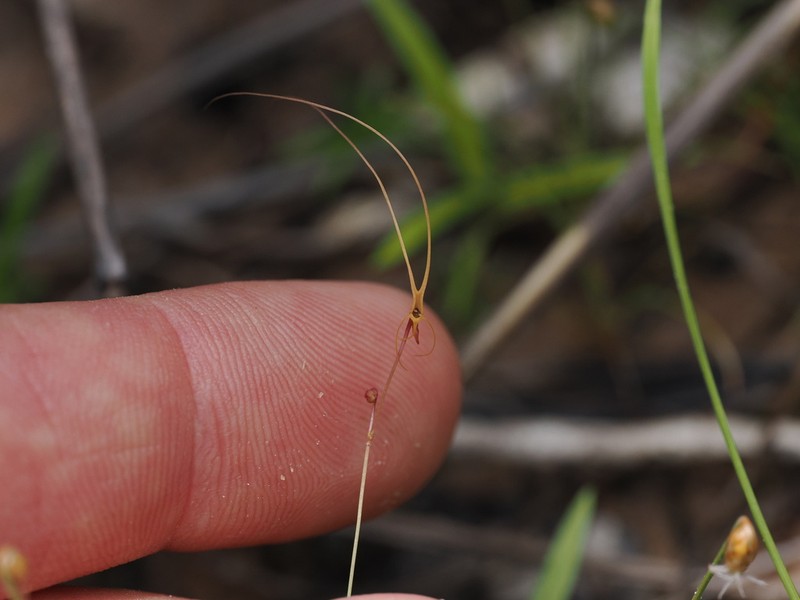 Utricularia dunlopii