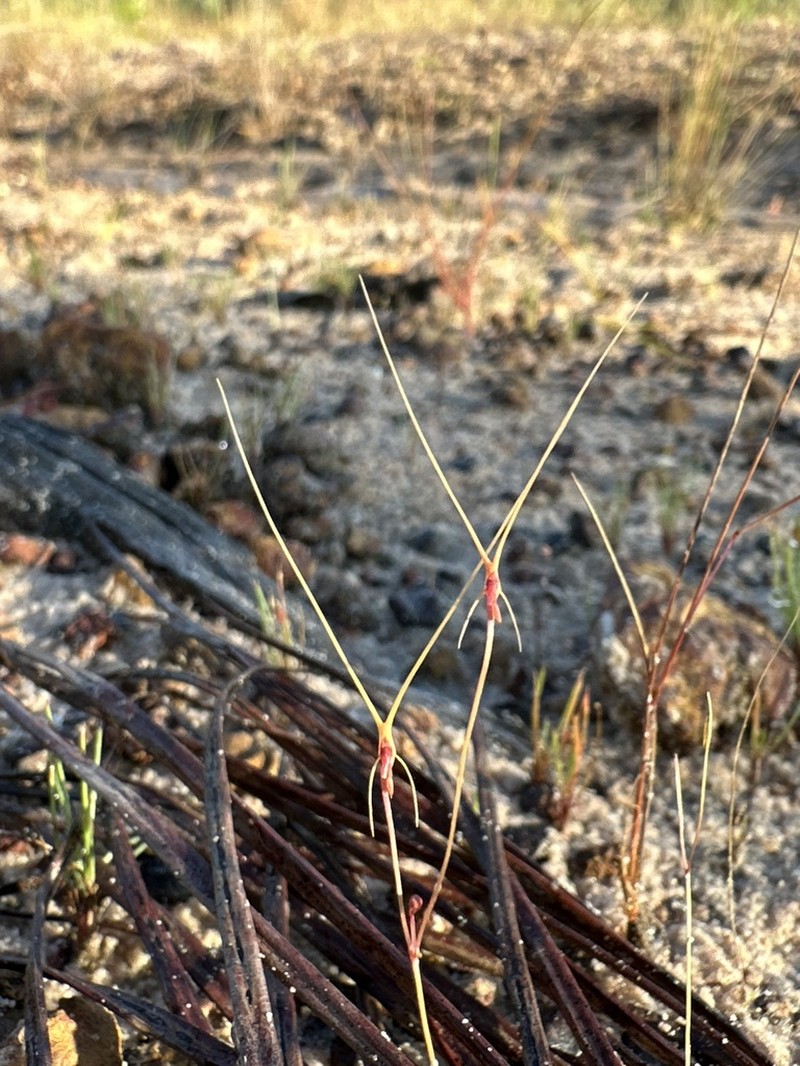 Utricularia dunlopii photo 3