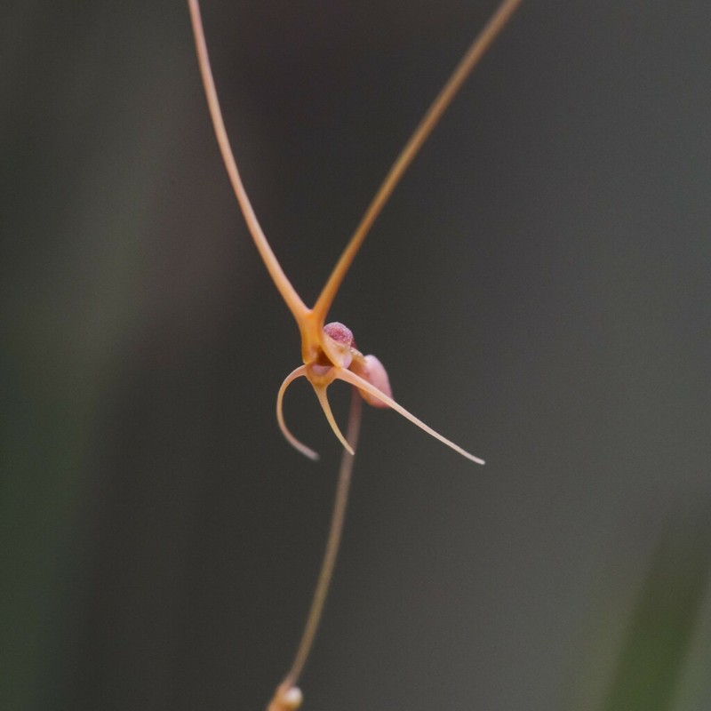 Utricularia dunlopii photo 4