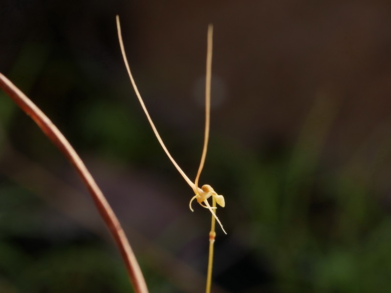Utricularia dunlopii photo 5