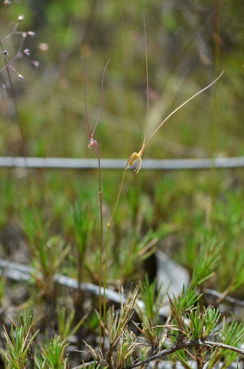 Utricularia dunlopii photo 7