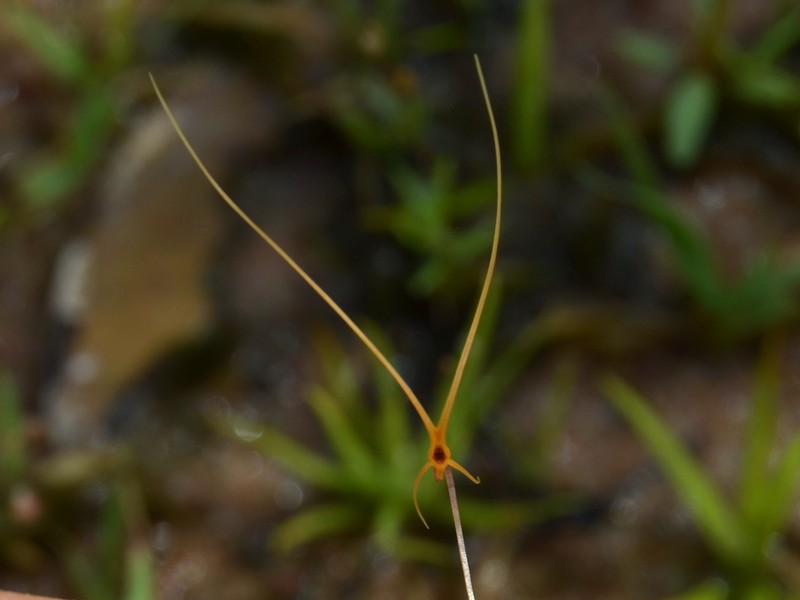 Utricularia dunlopii photo 8