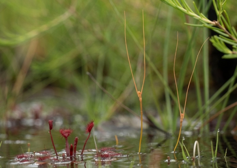 Utricularia dunstaniae