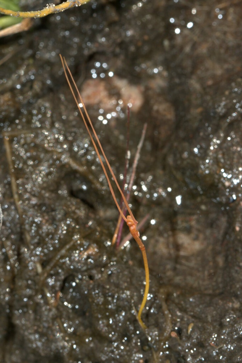 Utricularia dunstaniae photo 2