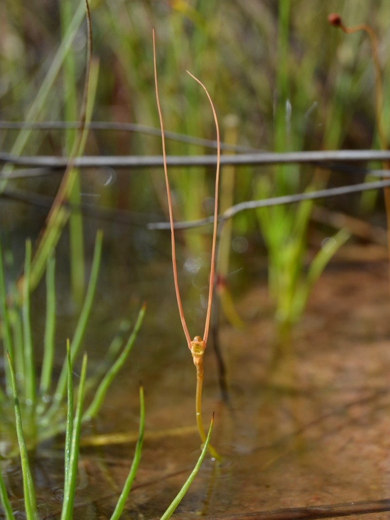 Utricularia dunstaniae photo 4