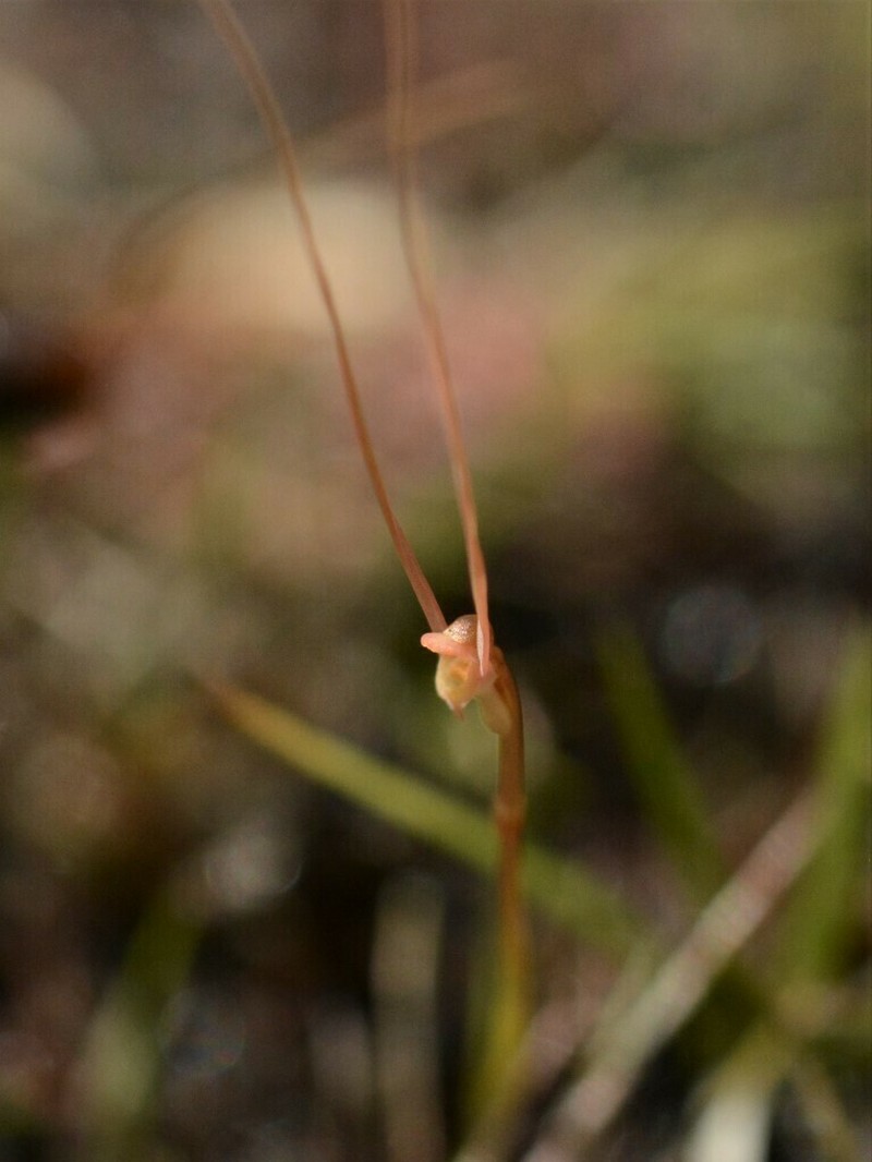 Utricularia dunstaniae photo 6