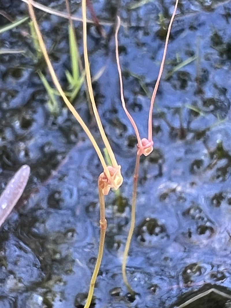 Utricularia dunstaniae photo 7