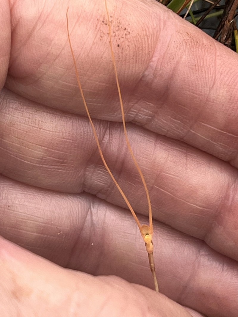 Utricularia dunstaniae photo 8