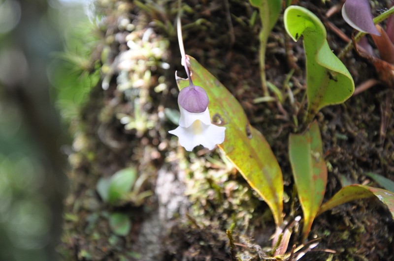 Utricularia endresii photo 2