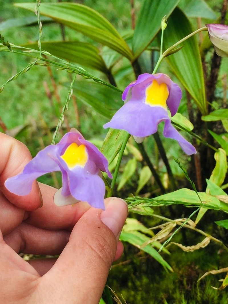 Utricularia endresii photo 3