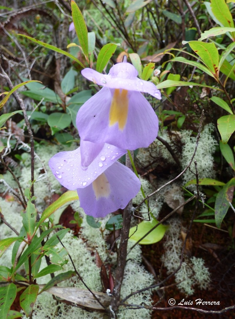 Utricularia endresii photo 4