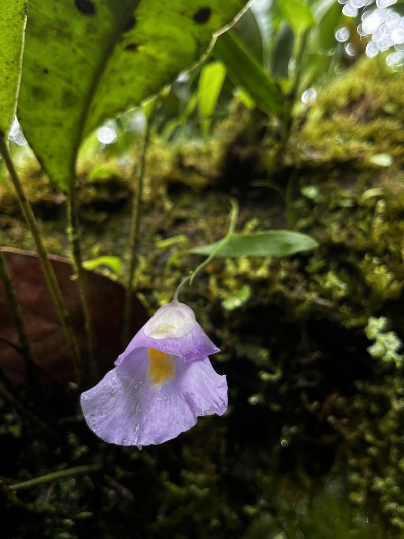 Utricularia endresii photo 6