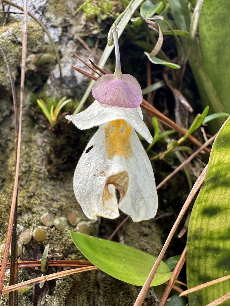 Utricularia endresii photo 7