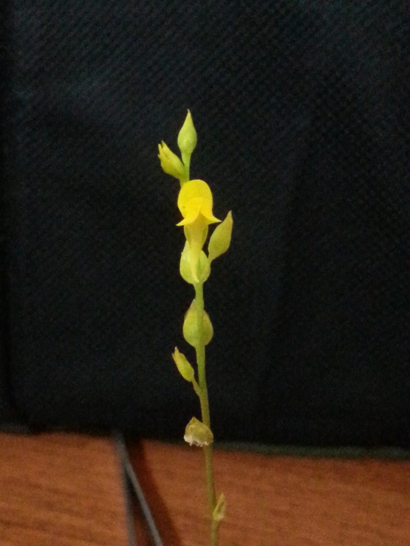 Utricularia erectiflora photo 2