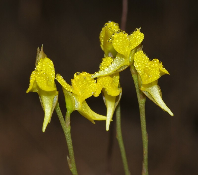 Utricularia erectiflora photo 3