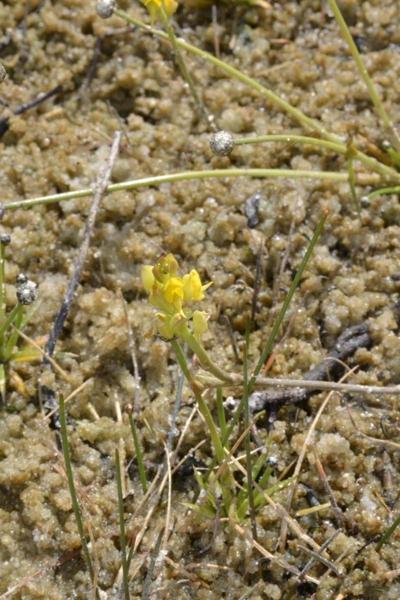 Utricularia erectiflora photo 4