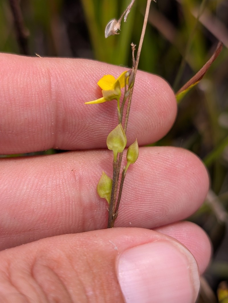 Utricularia erectiflora photo 5