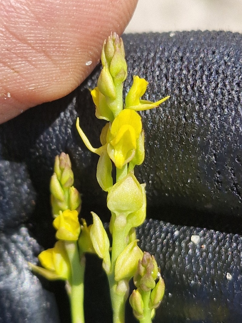 Utricularia erectiflora photo 6