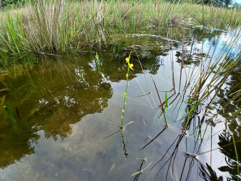 Utricularia erectiflora photo 7