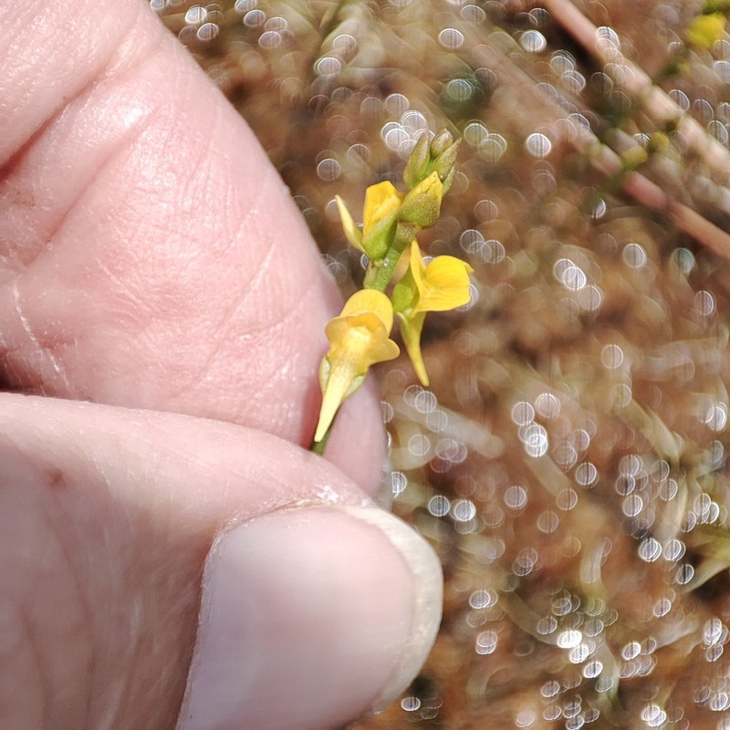 Utricularia erectiflora photo 8