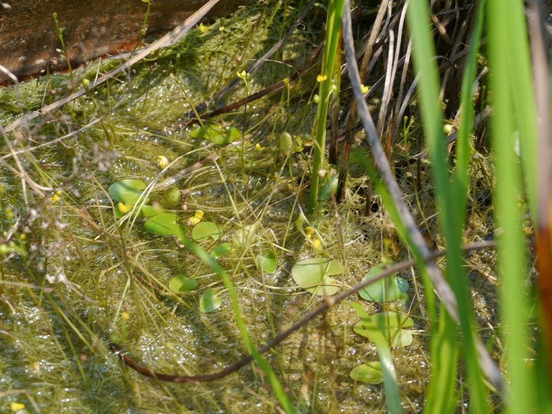 Bladderwort