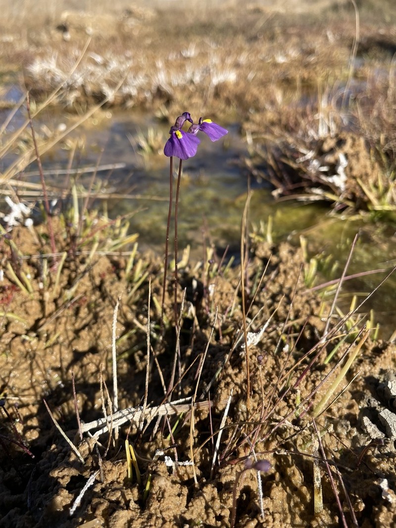 Utricularia fenshamii