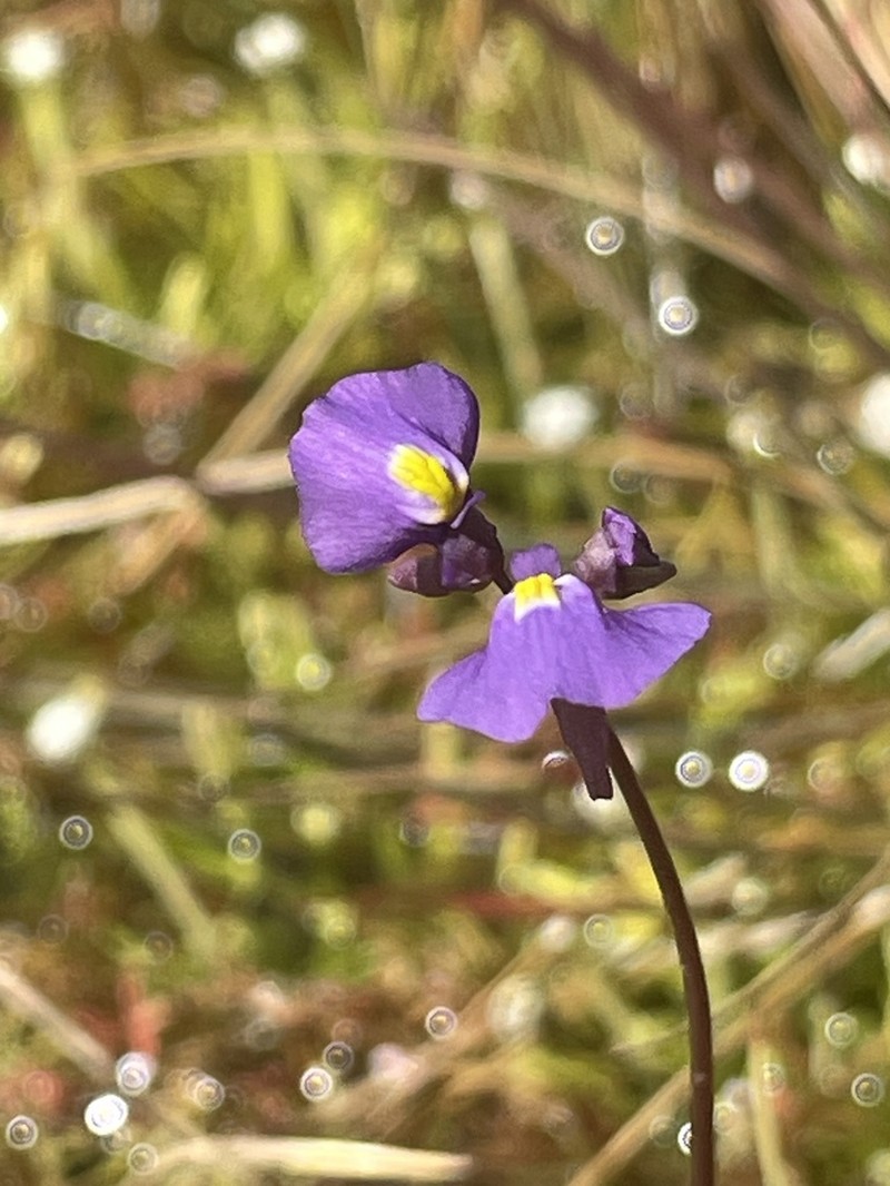 Utricularia fenshamii photo 2