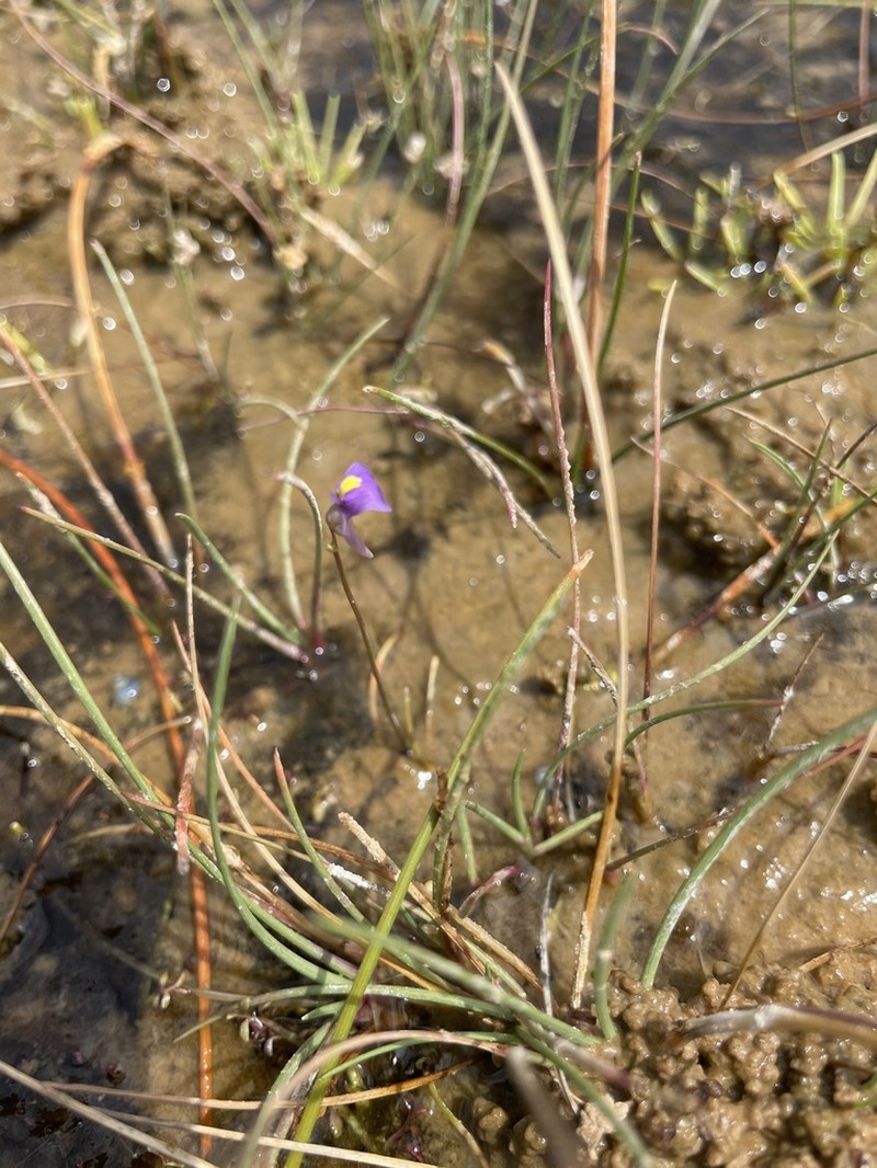 Utricularia fenshamii photo 3