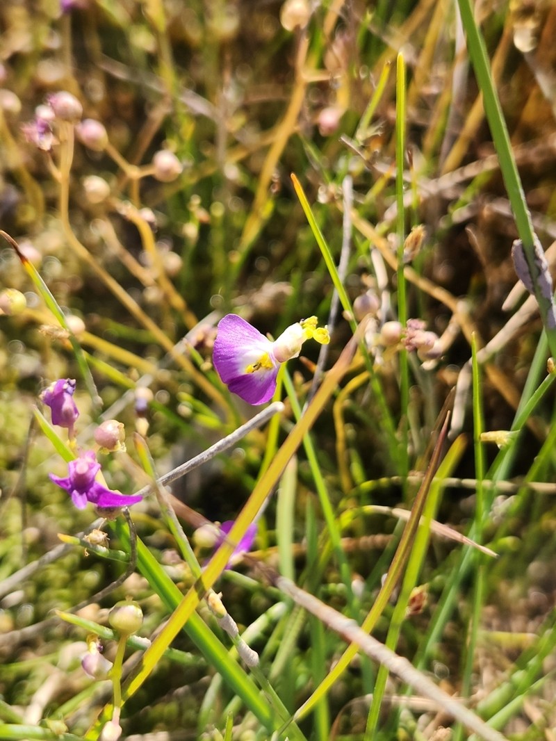 Utricularia fenshamii photo 4
