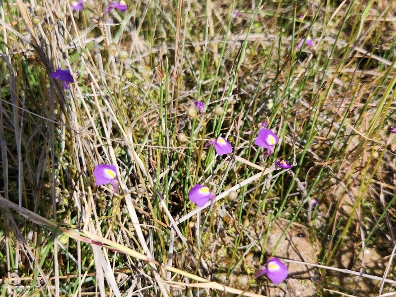 Utricularia fenshamii photo 5