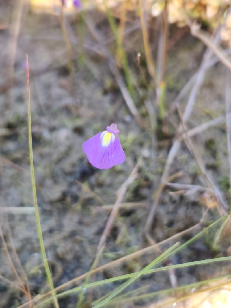 Utricularia fenshamii photo 6