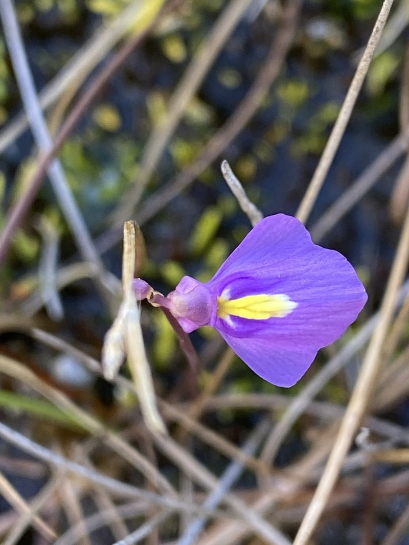 Utricularia fenshamii photo 7