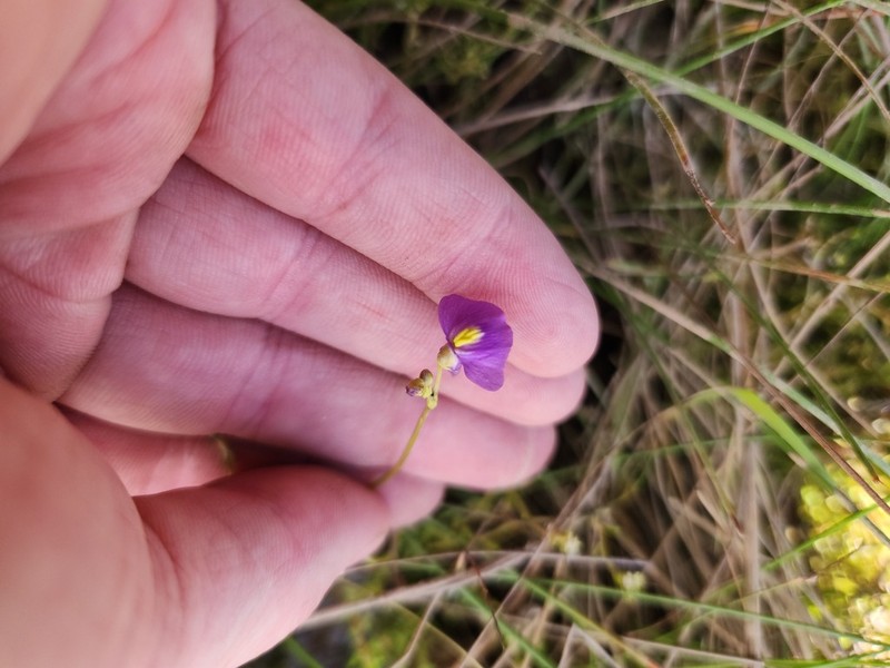 Utricularia fenshamii photo 8