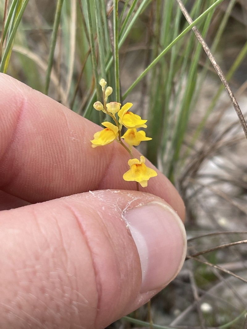 Utricularia fimbriata photo 2