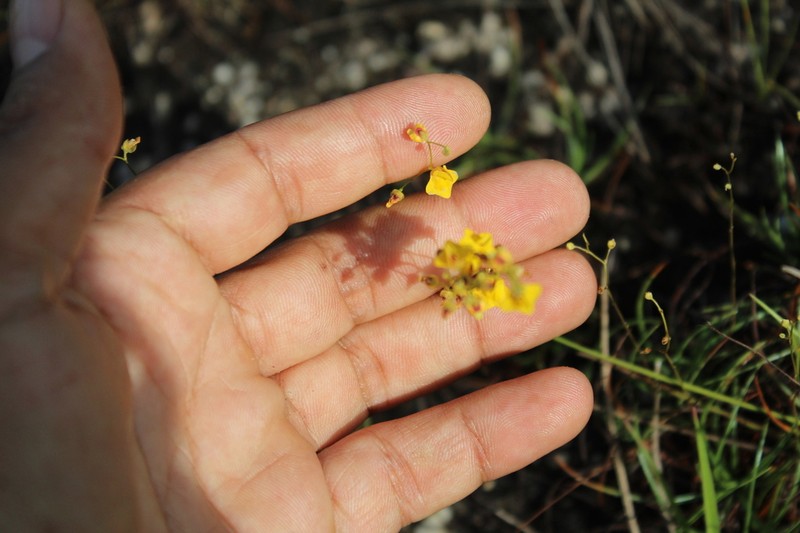 Utricularia fimbriata photo 3
