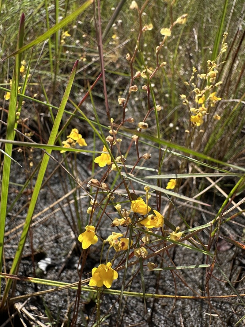 Utricularia fimbriata photo 4