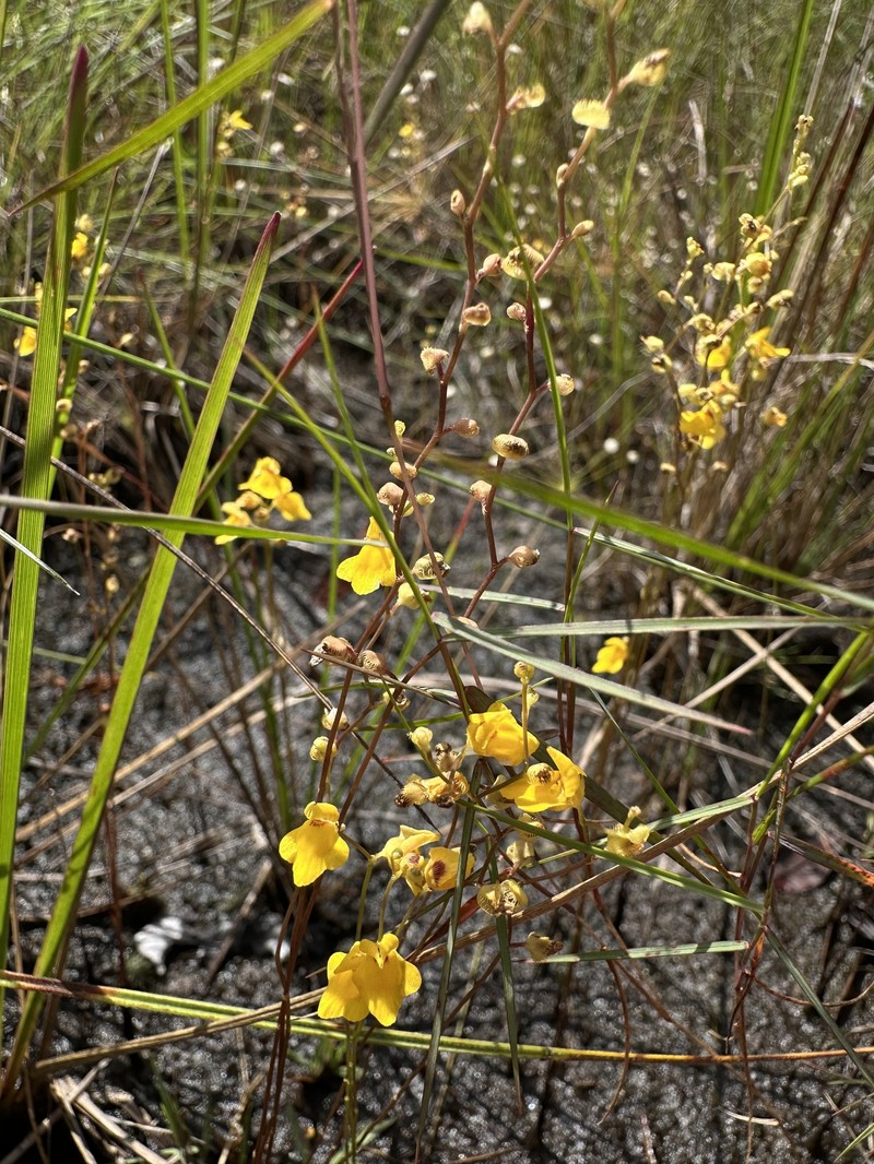 Utricularia fimbriata photo 5