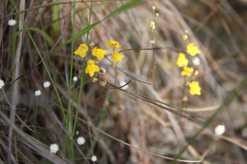 Utricularia fimbriata photo 7